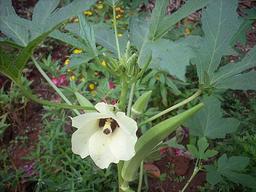 Gombo frais