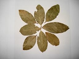 Feuilles de laurier