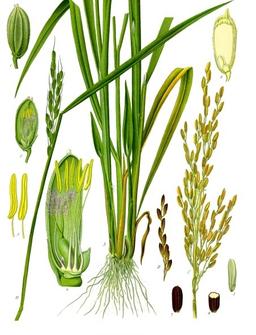 Riz rond