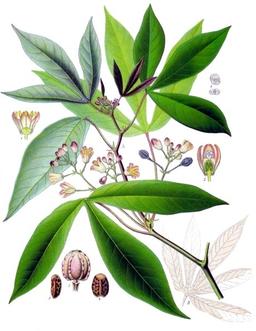 Manioc